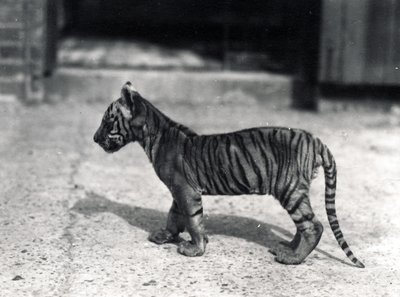 Tigerjunges stehend, 1914 von Frederick William Bond